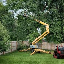 Best Tree and Shrub Care  in Albany, TX