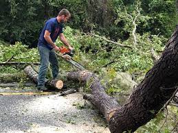 Best Hazardous Tree Removal  in Albany, TX