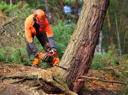 Best Tree Removal  in Albany, TX