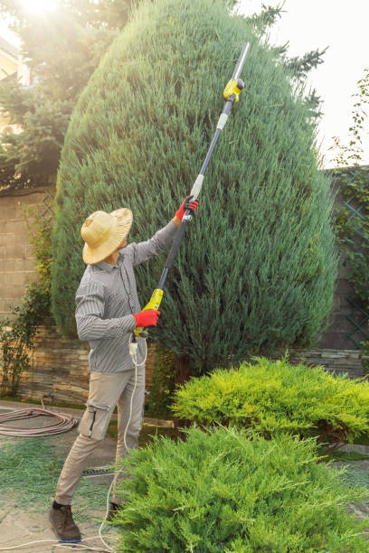 Best Lawn Maintenance Plans  in Albany, TX