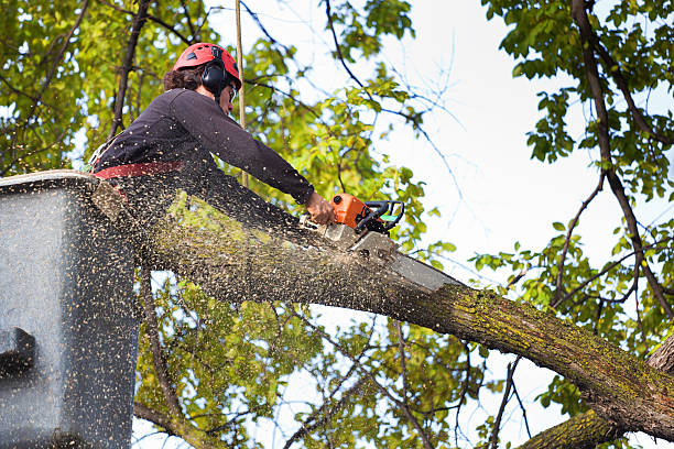 Reliable Albany, TX Tree Services Solutions